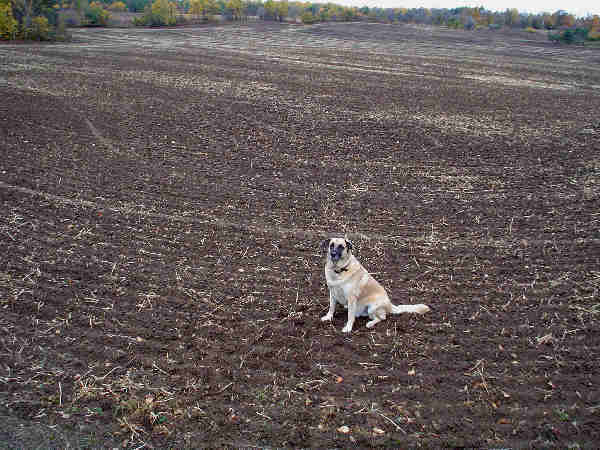 Holmestead farm field