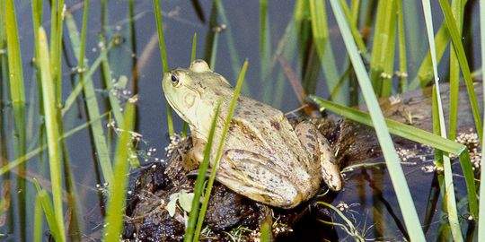A "Holmestead" wetland bull frog on a log