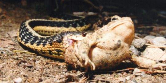 Garter snake & toad