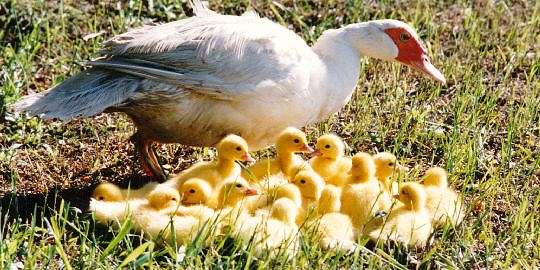 Duck and brood